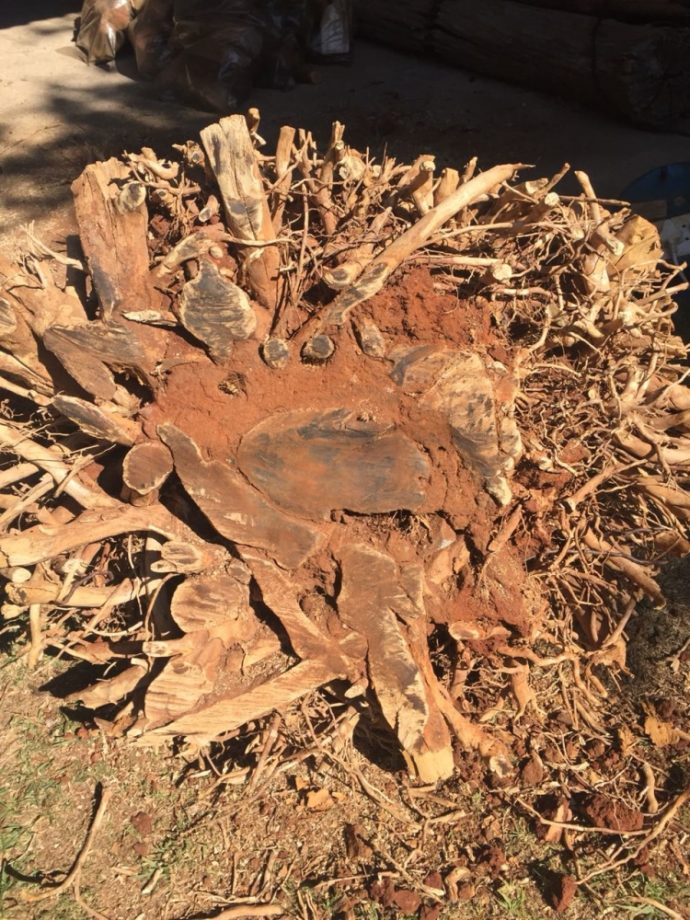 Cut tree roots